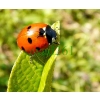 Coccinella septempunctata Linnaeus, 1758 Biedronka siedmiokropka